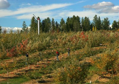 Green Bluff Orchards